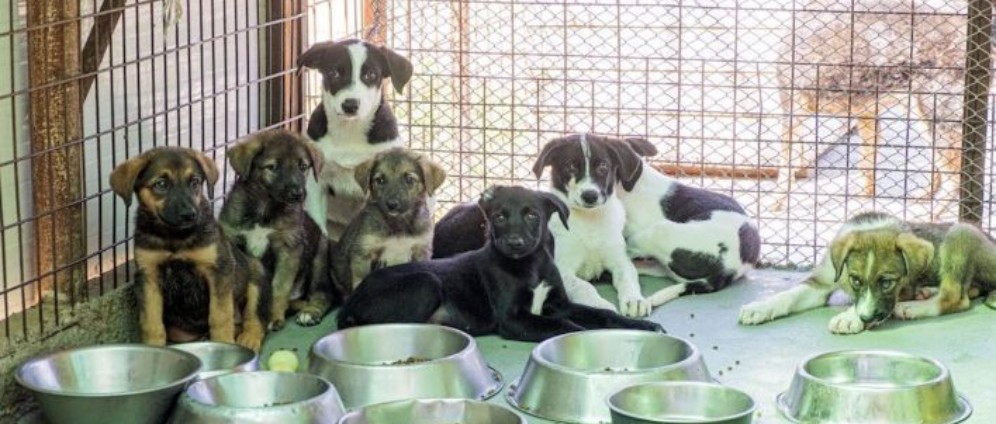 Spenden sammeln | Hilfe für unsere Tierheime tierschutzgruppen | Spendenseite