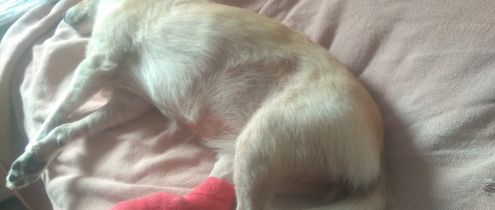 Spenden sammeln | Hund in Not | Spendenseite