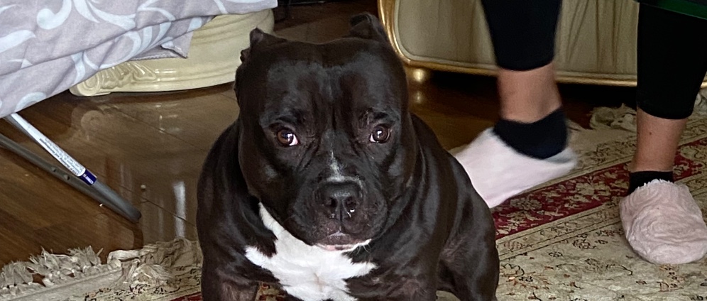 Spenden sammeln | Hund behalten | Spendenseite