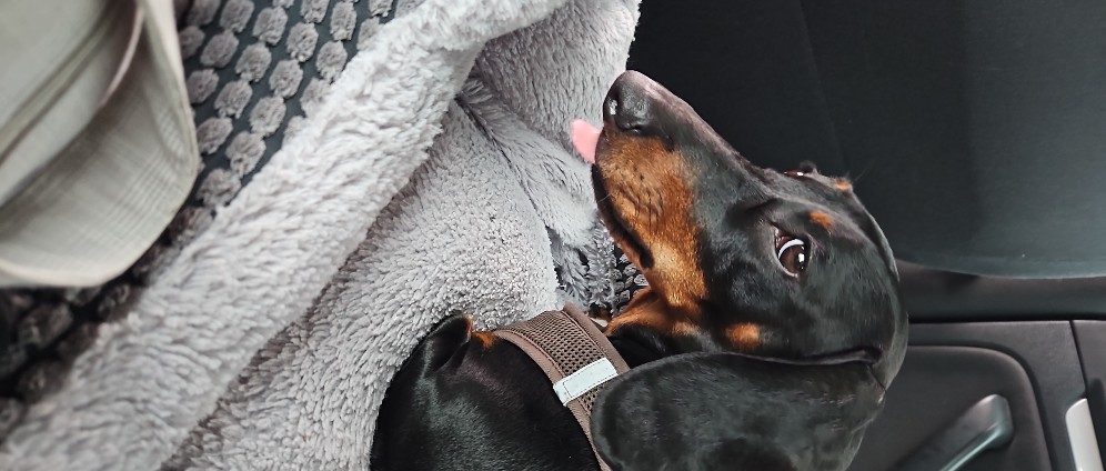 Spenden sammeln | Hilfe für unsere kleine Lola | Spendenseite