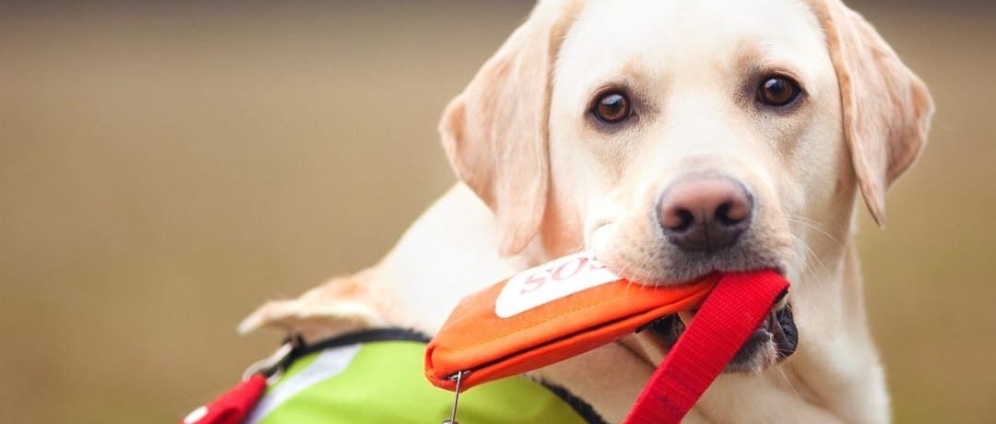 Spenden sammeln | Spenden für Assistenzhund | Spendenseite