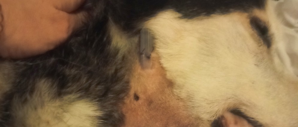 Spenden sammeln | Spese veterinarie jack | Spendenseite