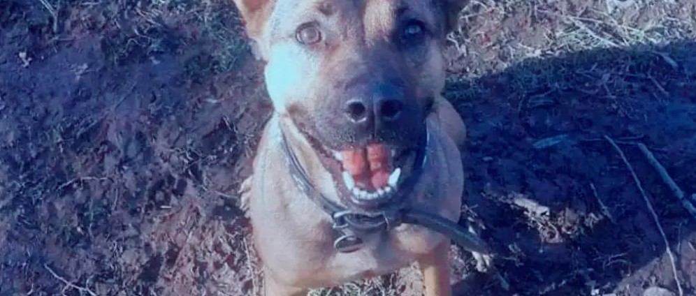 Spenden sammeln | Seelenhund lolek wieder zurück nach Hause | Spendenseite