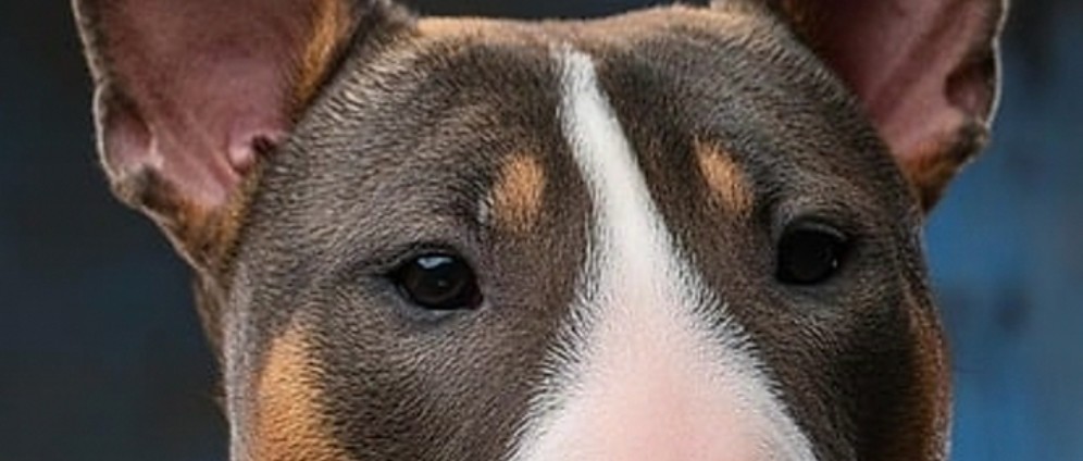 Spenden sammeln | Spende für ein cower up tattoo | Spendenseite