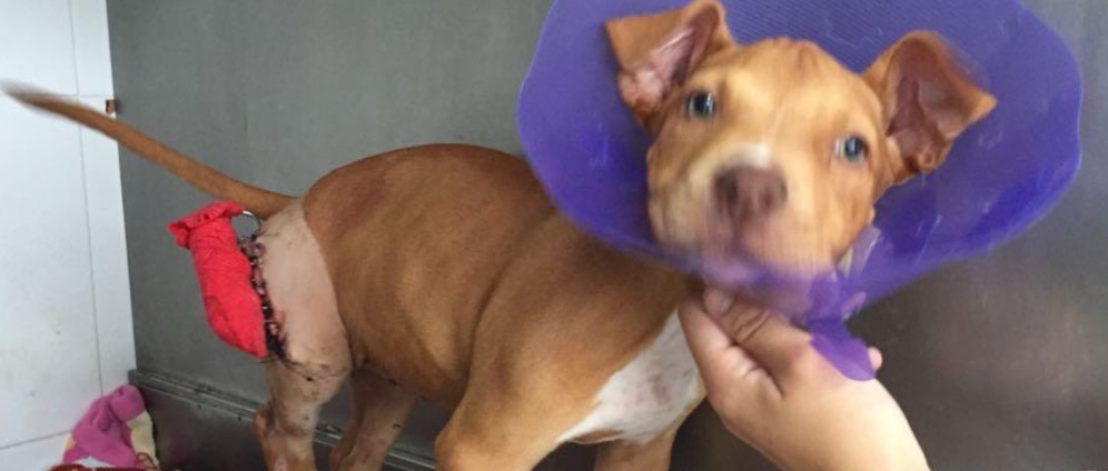 Spenden sammeln | Hunde Katzen u. anderen Tieren auf Mallorca Helfen | Spendenseite