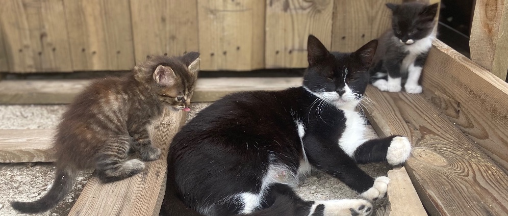 Spenden sammeln | Hilfe für Katzen und Hunde in Griechenland | Spendenseite