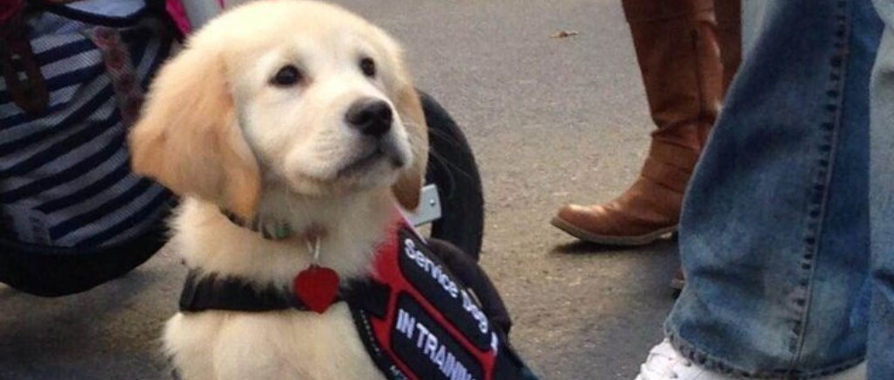 Spenden sammeln | Meine Tochter braucht ein Assistenzhund | Spendenseite