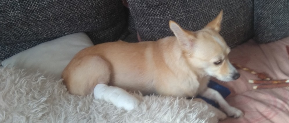 Spenden sammeln | Hunde | Spendenseite