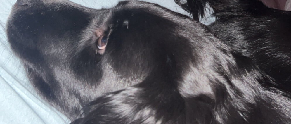 Spenden sammeln | Tiere in Not | Spendenseite