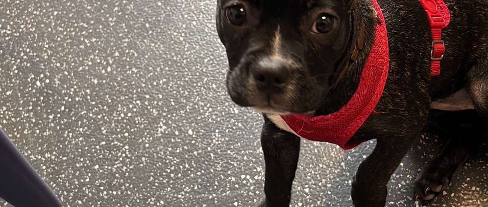 Spenden sammeln | Op kosten für mein Hund | Spendenseite