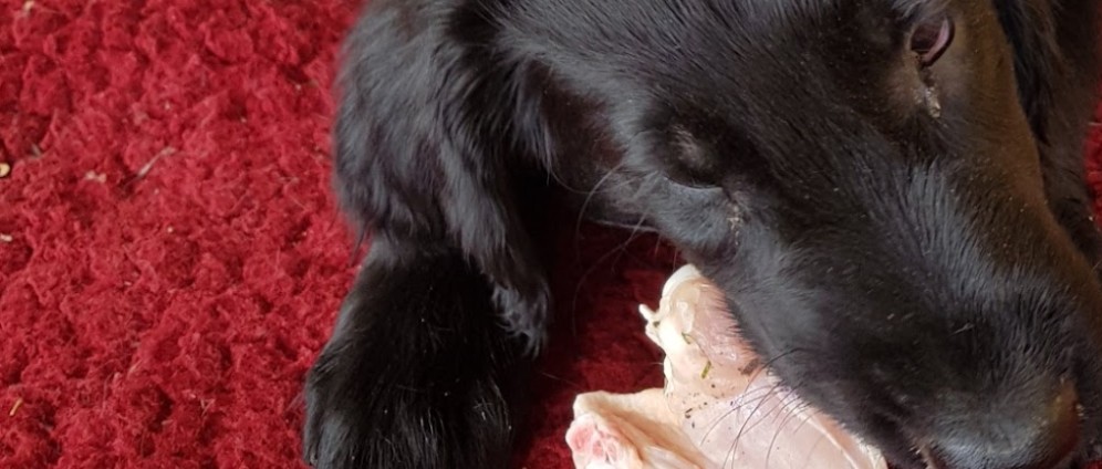 Spenden sammeln | Momo Flat Coated Retriever | Spendenseite
