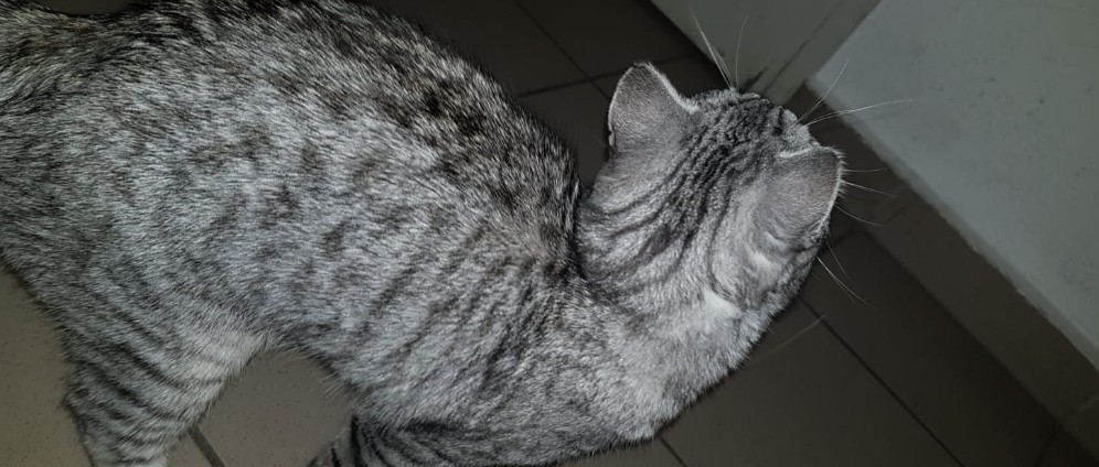 Spenden sammeln | Pflege katze | Spendenseite