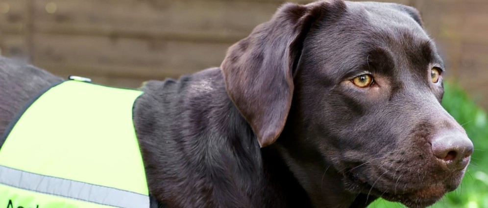 Spenden sammeln | PTBS Hund für alleinerziehende Mutter | Spendenseite