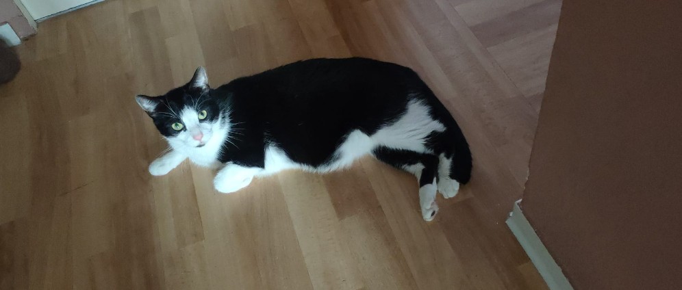 Spenden sammeln | Unser 4 jähriger Kater brauch hilfe | Spendenseite