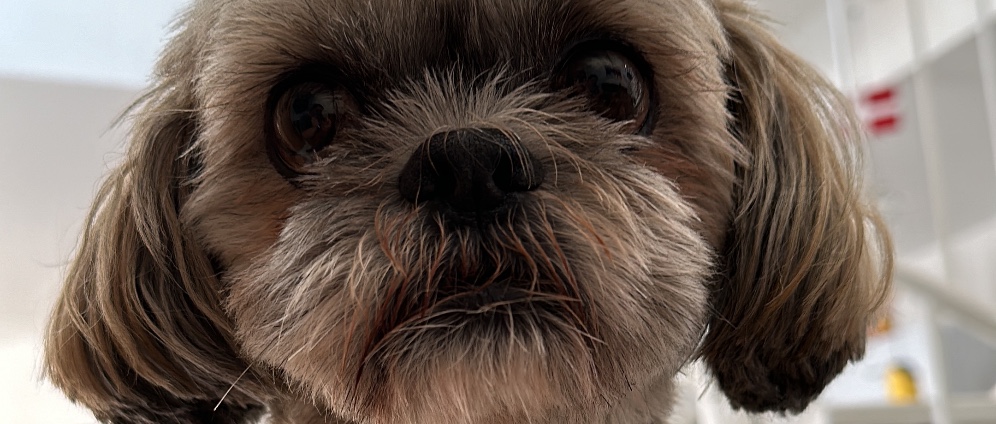 Spenden sammeln | Chemotherapie für unseren Hund | Spendenseite