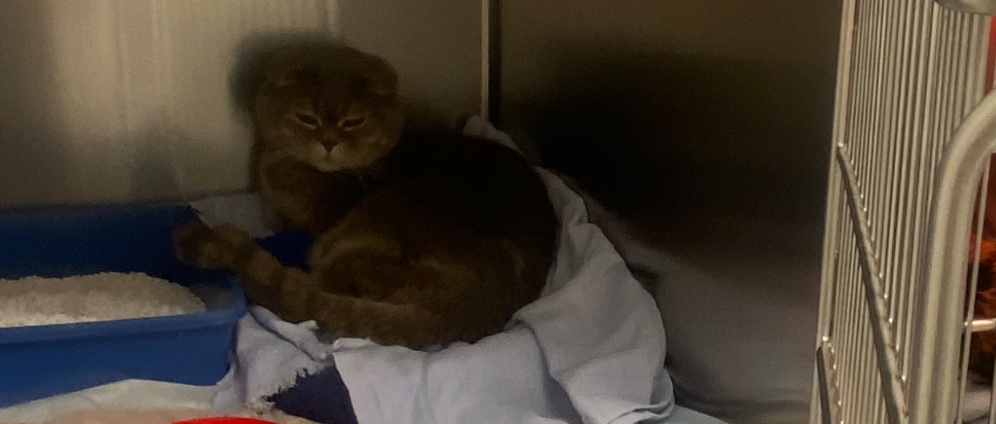 Spenden sammeln | Hilfe für den geliebten Kater | Spendenseite