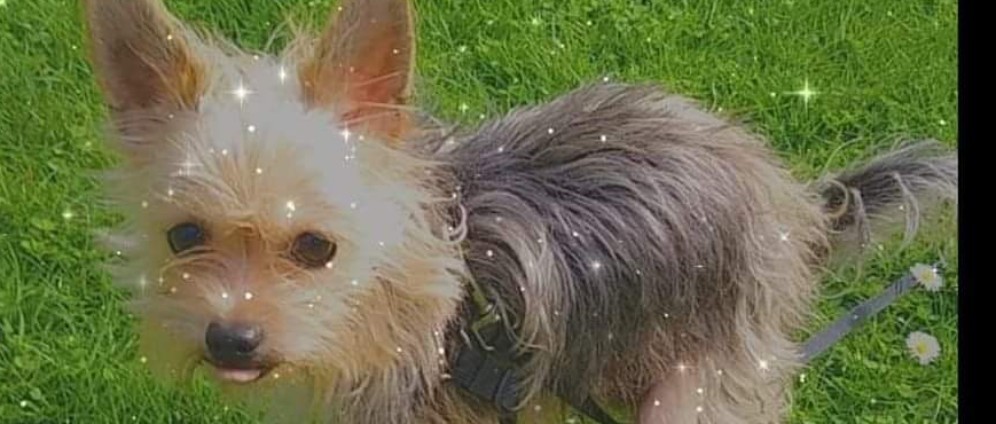 Spenden sammeln | Buddy.... | Spendenseite