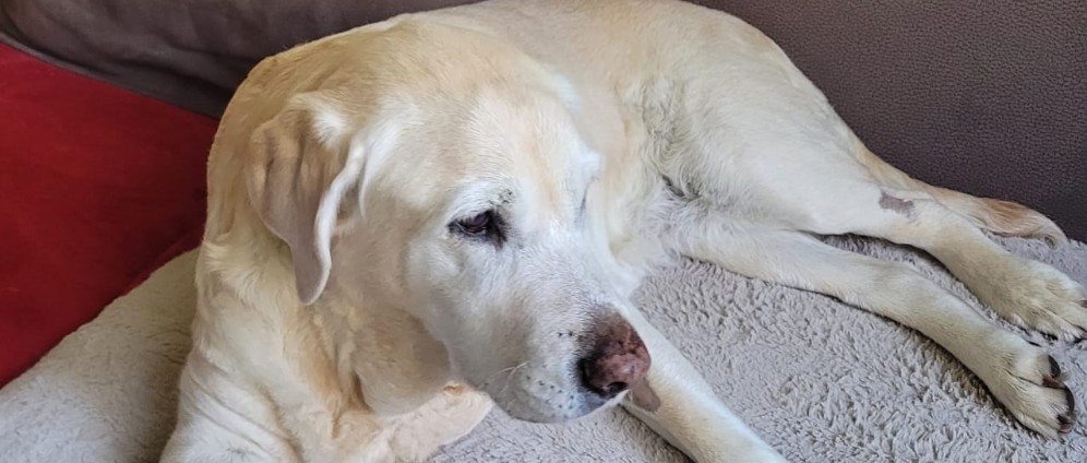 Spenden sammeln | Letzte Chance für Labradorhündin Sarah | Spendenseite