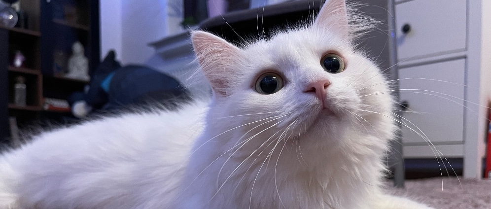 Spenden sammeln | Bitte um Hilfe für meine Katze | Spendenseite