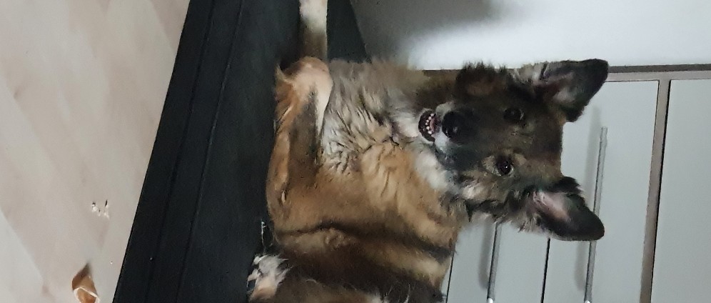 Spenden sammeln | Unsere Hundedame | Spendenseite