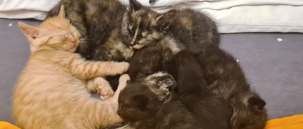 Spenden sammeln | Hilfe für Katzen | Spendenseite