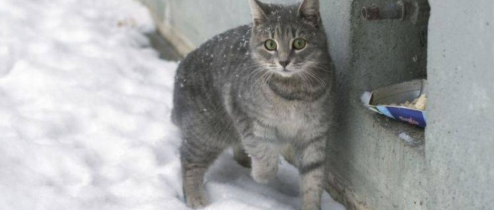 Spenden sammeln | Hilfe für streunende Katzen im Winter | Spendenseite