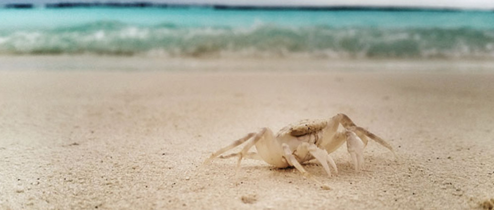 Spenden sammeln | Urlaub nach vorerst überstandener Krebserkrankung | Spendenseite