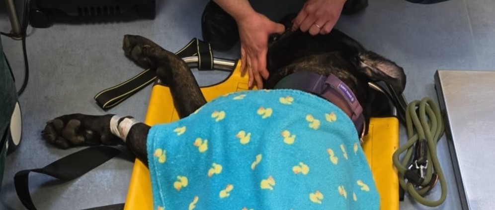 Spenden sammeln | Hilfe wegen Epilepsie beim Hund | Spendenseite