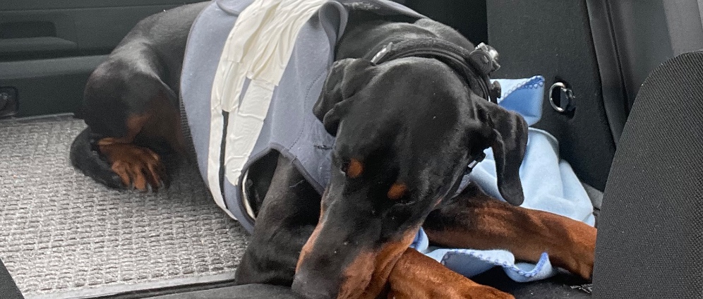 Spenden sammeln | Hilfe für Seelenhund | Spendenseite