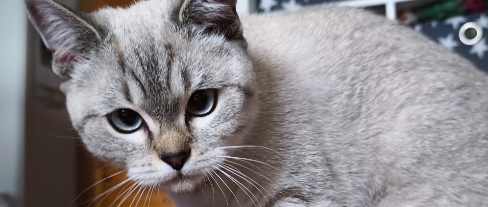 Spenden sammeln | Süßer Kater braucht OP | Spendenseite