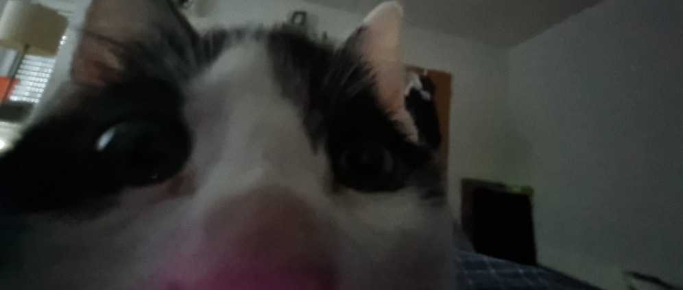 Spenden sammeln | Operation für unsere kleine Harley | Spendenseite