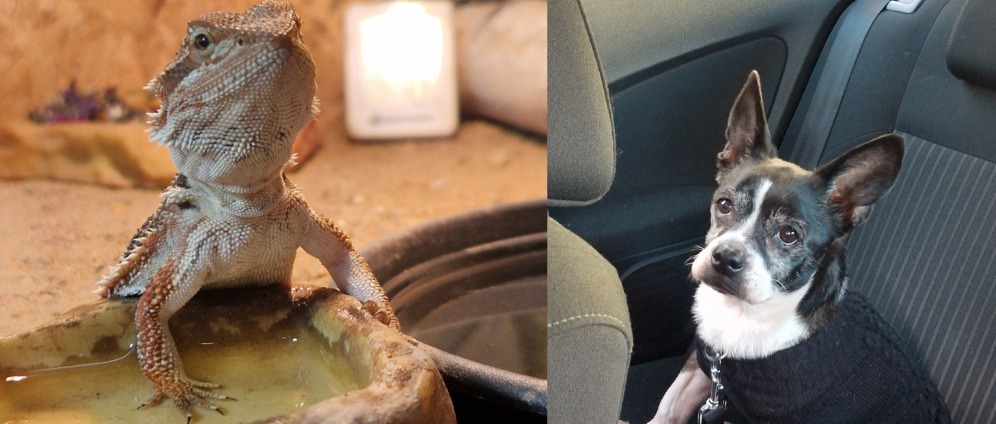 Spenden sammeln | Tierarztkosten Tyson und Pepper | Spendenseite