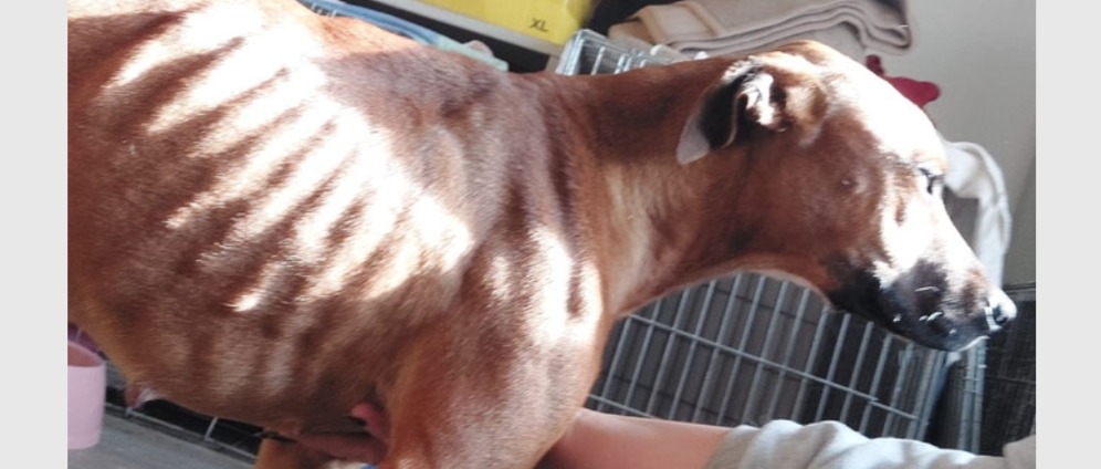 Medizinische Versorgung Hunde Tötungsstationen | Spenden sammeln