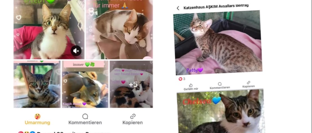 Spenden sammeln | Hilfe für Katzenhaus ASKIM Avsallar | Spendenseite