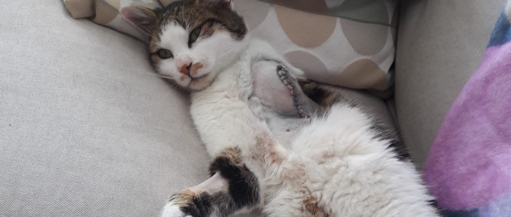 Spenden sammeln | Beinprothese für unseren Kater | Spendenseite