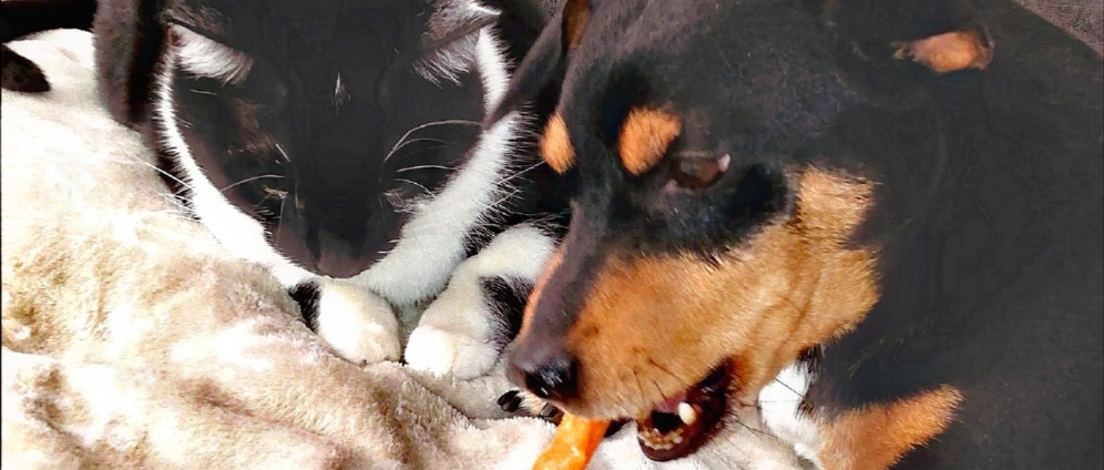 Spenden sammeln | Tierarztkosten für Lucky | Spendenseite