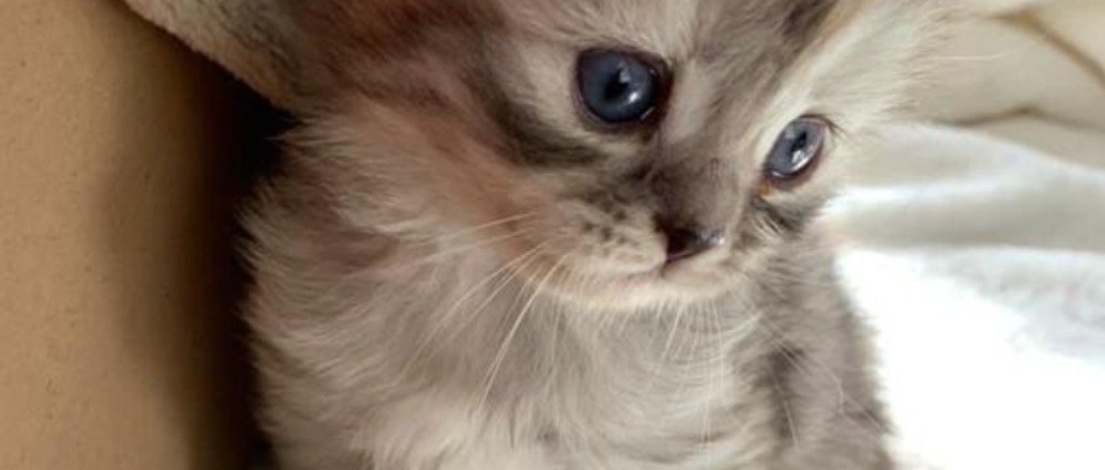 Spenden sammeln | Hilfe für obdachlose Katzen | Spendenseite