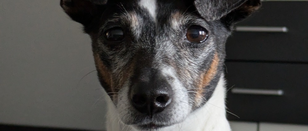 Spenden sammeln | Spende für Lebenswichtige OP Hund | Spendenseite