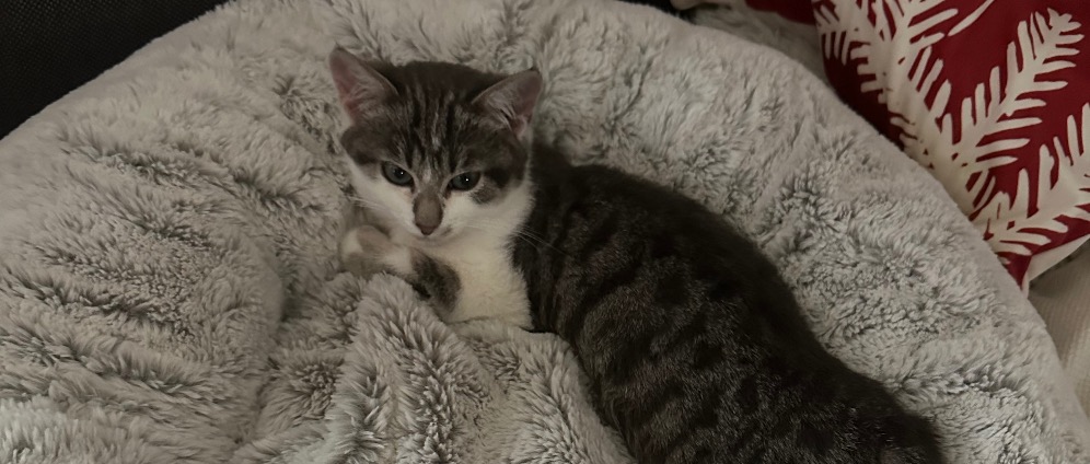 Spenden sammeln | Baby Katze Elsa das Leben retten | Spendenseite
