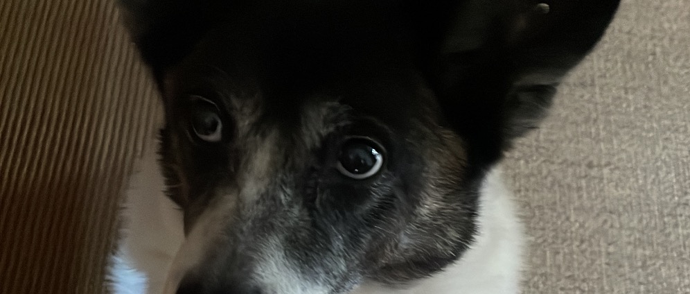 Spenden sammeln | Operation Hund | Spendenseite
