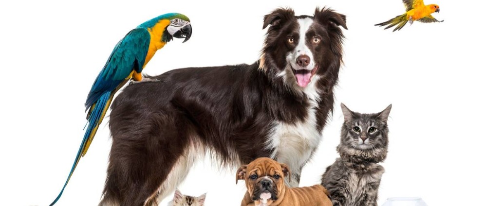 Spenden sammeln | Tiere können am wenigsten dafür | Spendenseite