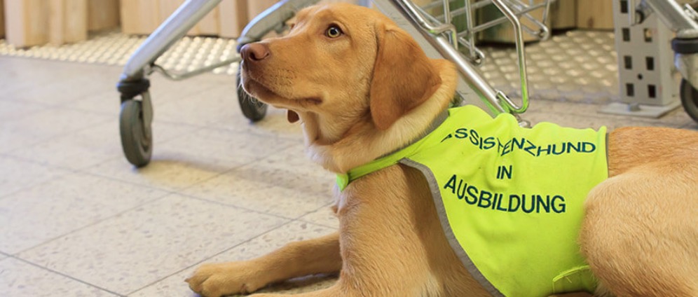 Spenden sammeln | PTBS Assistenzhund | Spendenseite