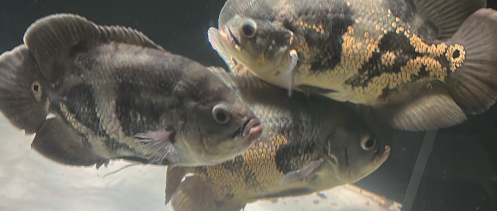 Spenden sammeln | Rettung für Fische | Spendenseite