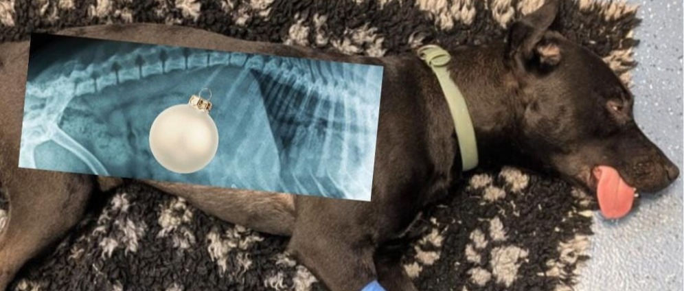 Spenden sammeln | Hund hat Weihnachtsbaumkugel aus Glas gefressen. | Spendenseite