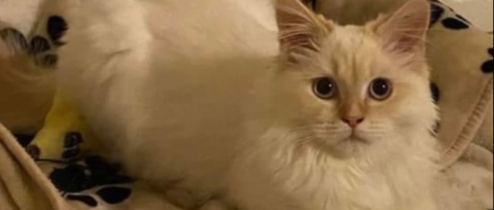 Spenden sammeln | Katze Darm Tumor | Spendenseite