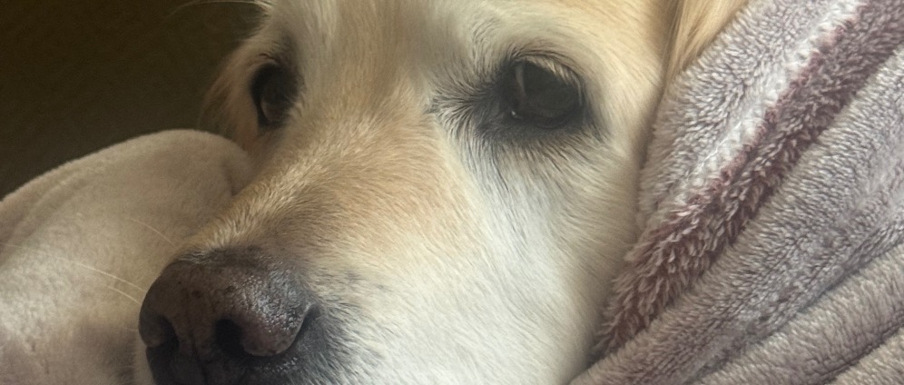 Spenden sammeln | OP Kreuzbandriss Golden Retriever Hündin Assia | Spendenseite