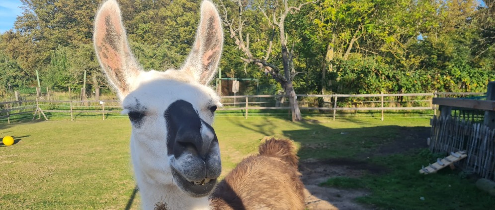 Spenden sammeln | Drei neue Lamas für die Lama Ranch | Spendenseite