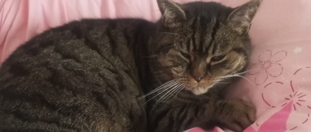 Spenden sammeln | Tierarztkosten für Kater Balduin | Spendenseite