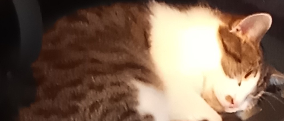 Spenden sammeln | Katzenhilfe für Starssenkatzenund Ausgestzte Katze | Spendenseite