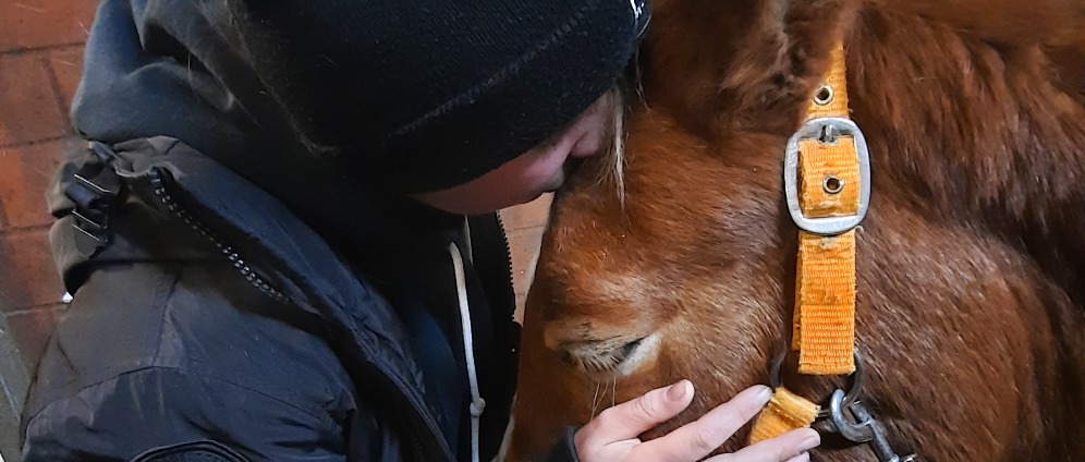 Spenden sammeln | Hilfe für Henry und Cassidy | Spendenseite
